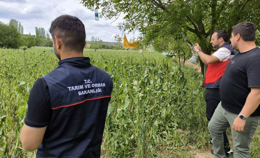 Emet’te doludan etkilenen haşhaş ekili alanlarda hasar tespit çalışmaları