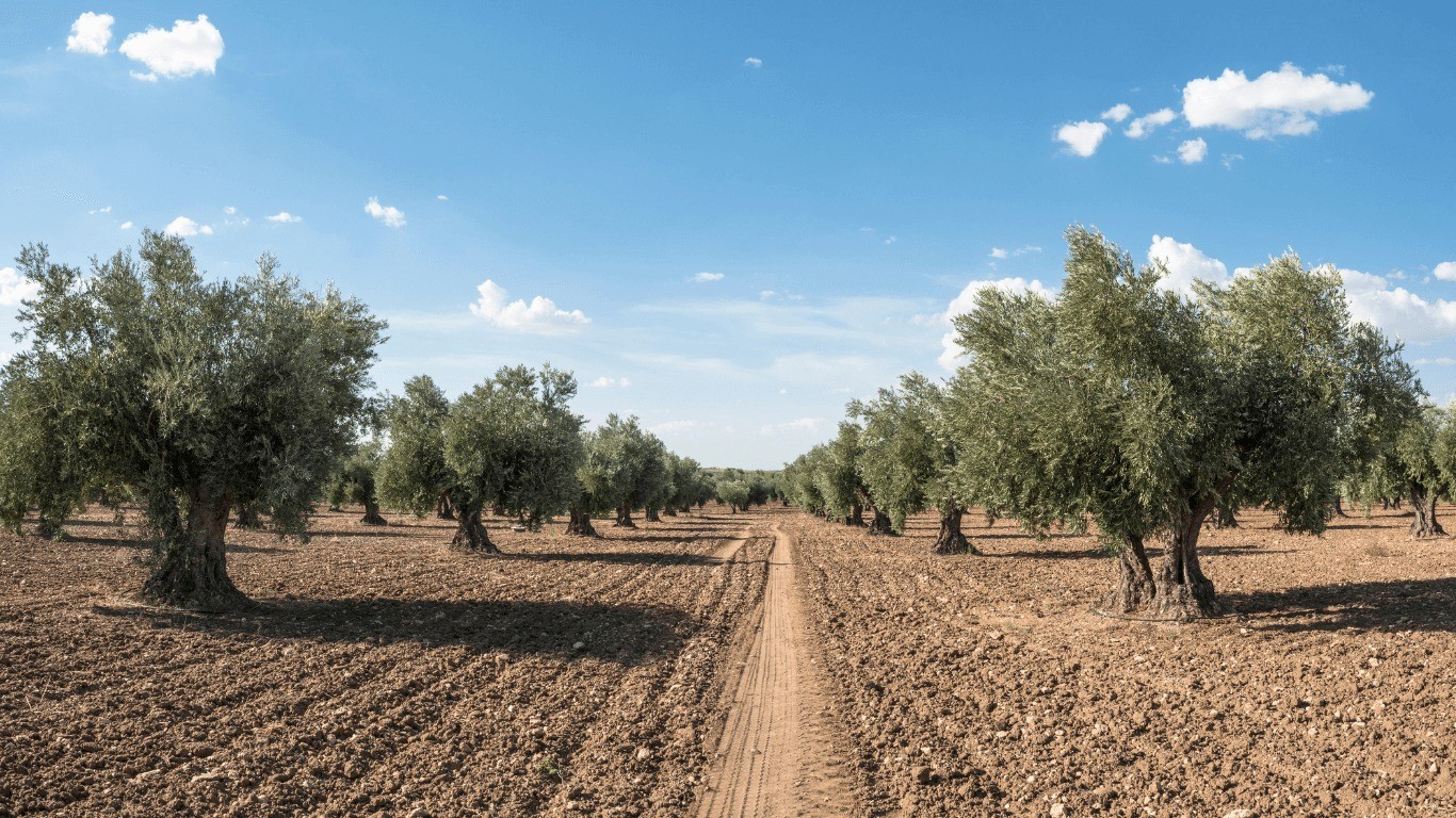 Zeytin güvesine karşı mücadele uyarısı