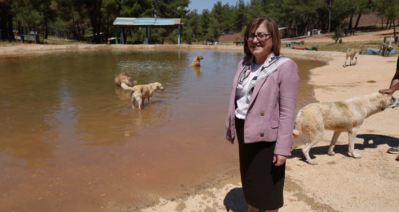 Türkiye’de gündem olan köpek sorununa Gaziantep’te örnek çözüm