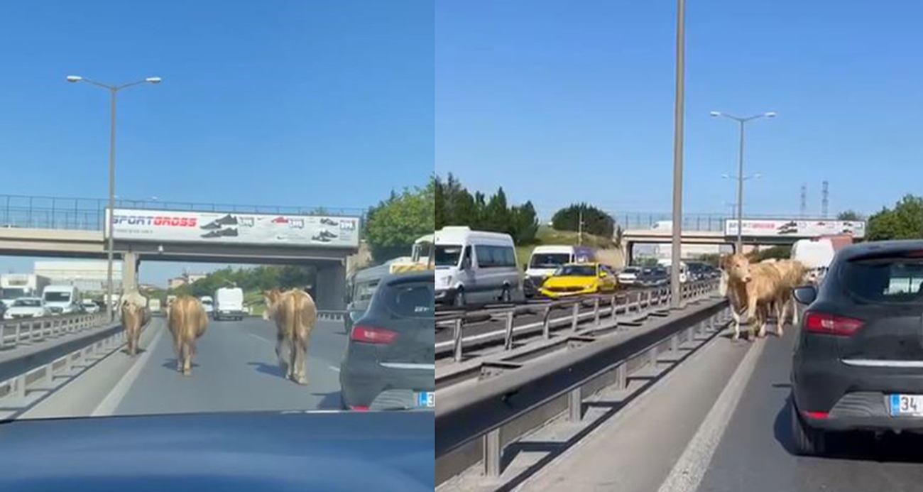 Trafiği birbirine kattılar!