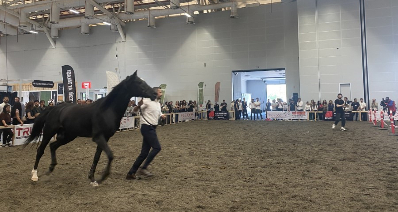 Güzellik yarışmasında at kalp krizi geçirerek öldü
