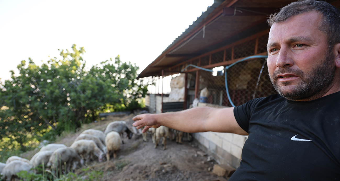 Başıboş köpek sürüleri dehşet saçtı, onlarca hayvan telef oldu