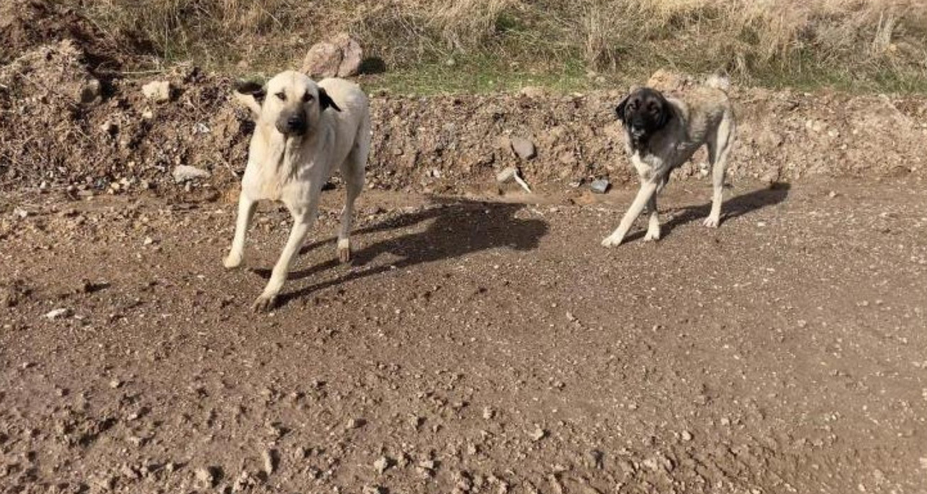 Ankara’da parkta yürüyen vatandaş başıboş köpeklerin saldırısına uğradı