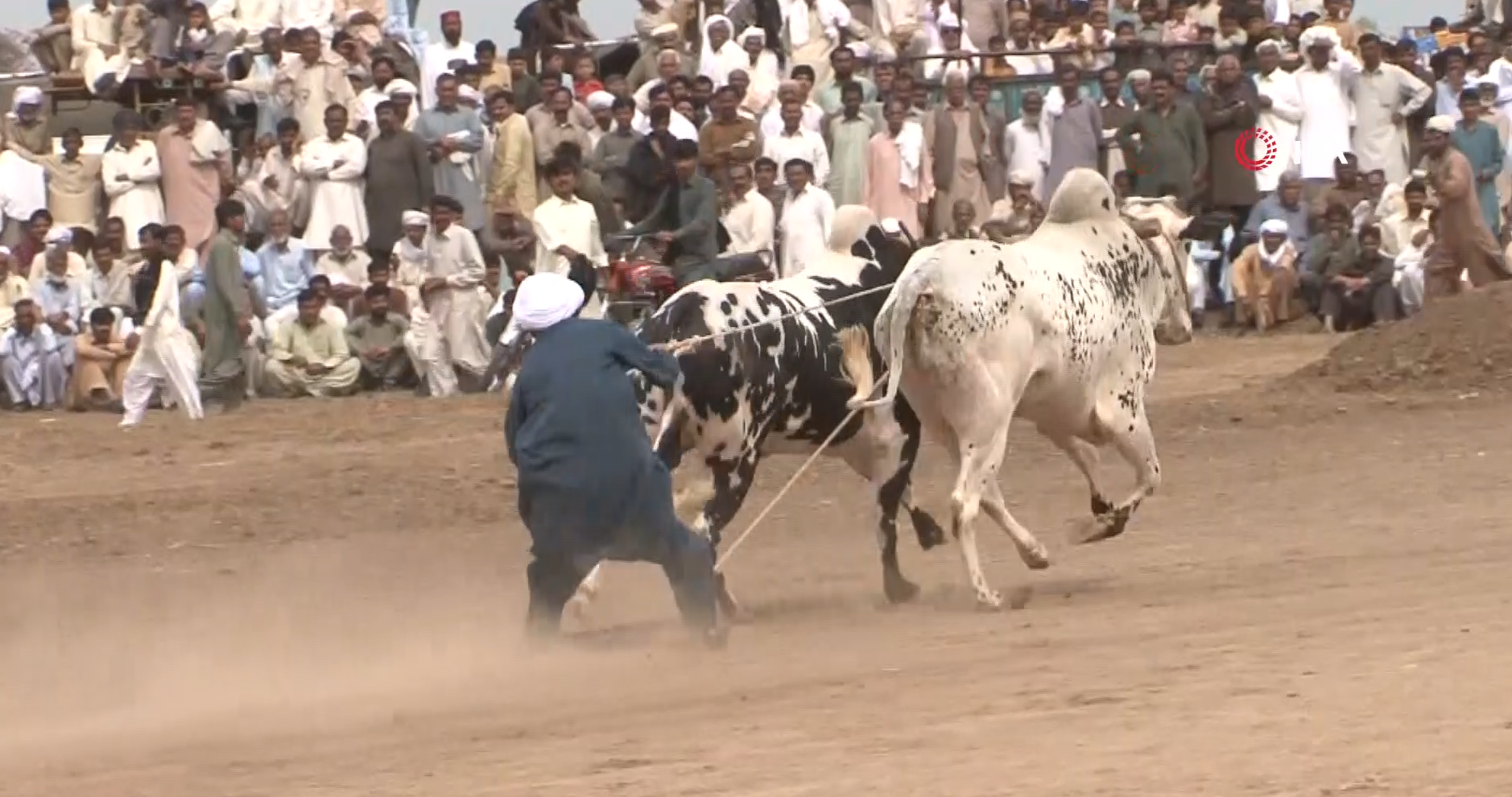 The Colorful Tradition Of Ox And Bull Racing In Pakistan