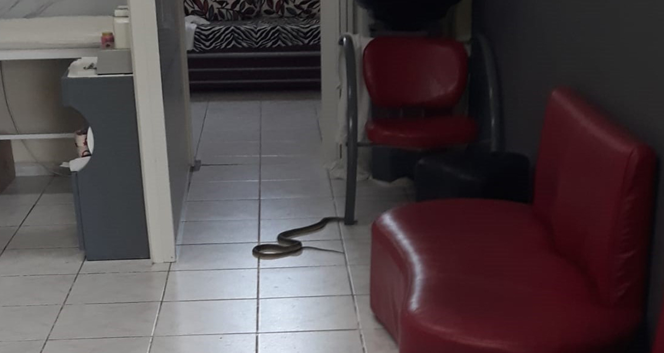 Kuaförde yılan paniği