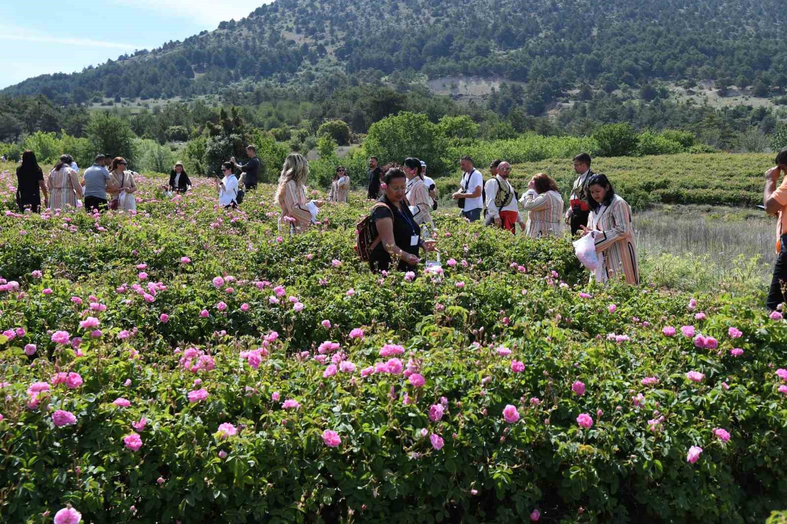 Uluslararası Isparta Gül Festivali gül hasadıyla renklendi