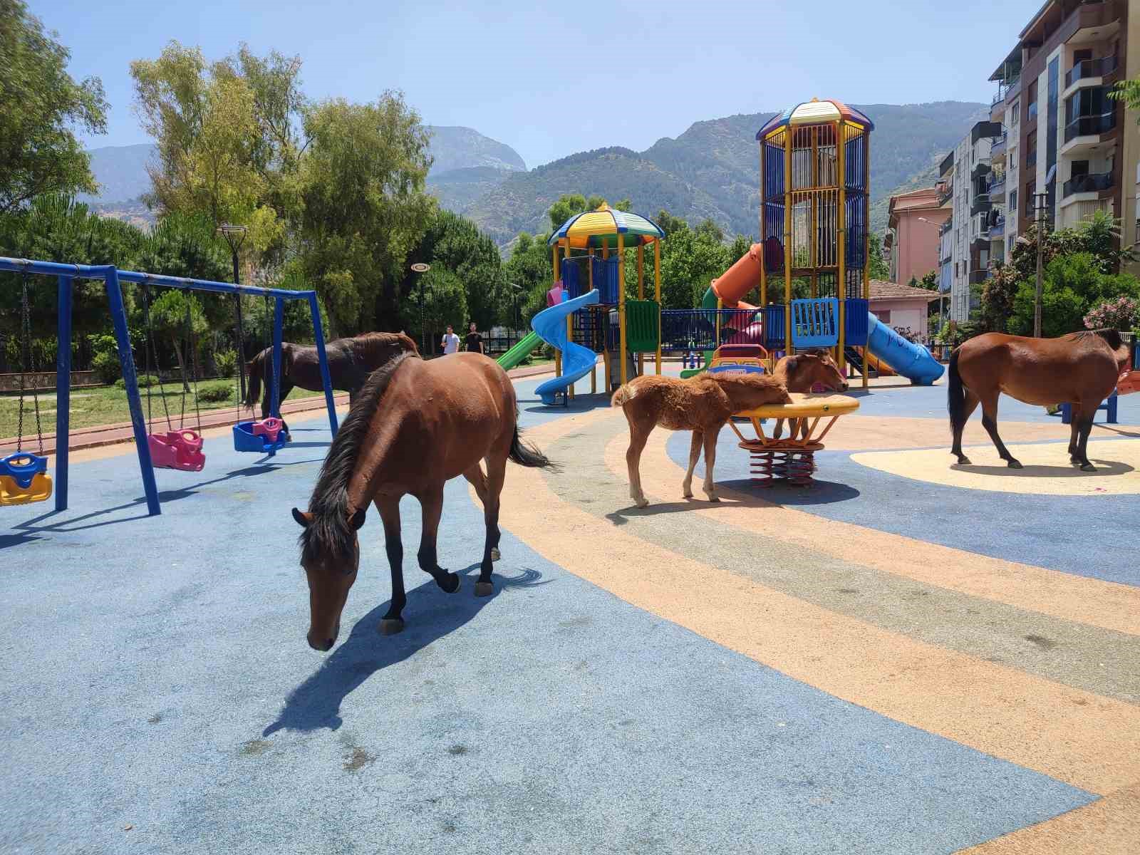 Sıcaktan bunalan yılkı atları çocuk parkına indi