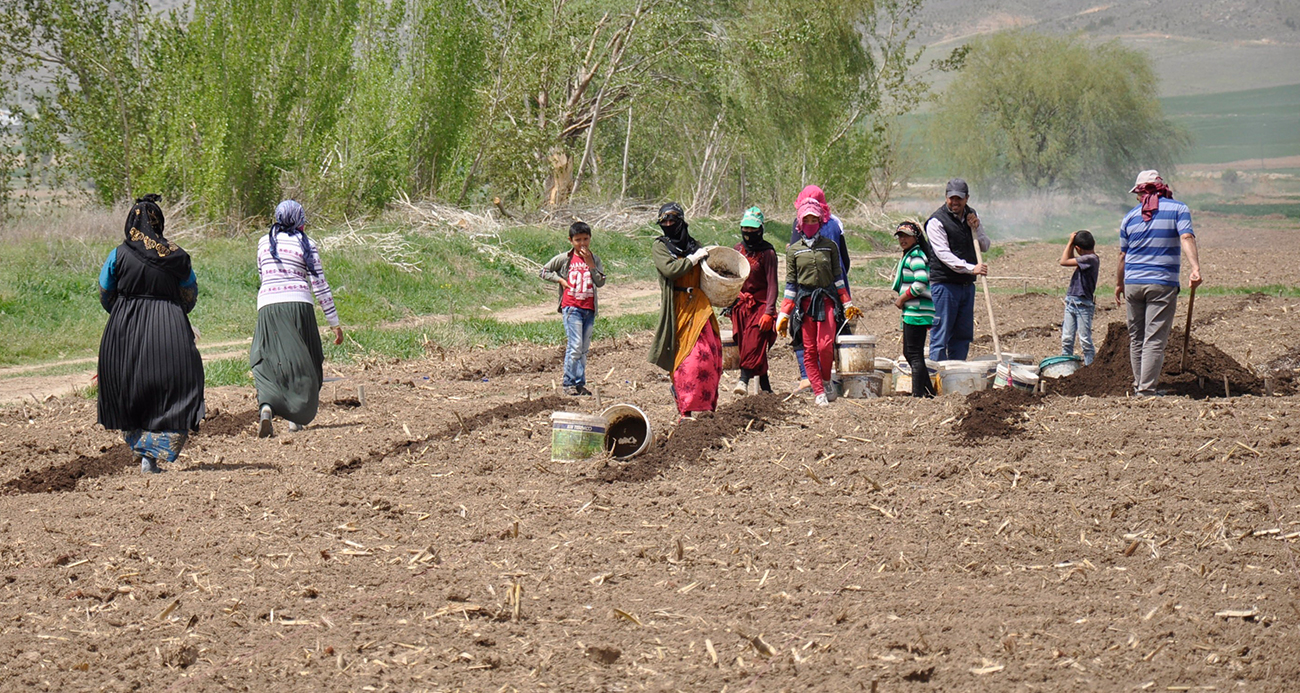 Mevsimlik tarım işçileri tarlalarda rızıklarını çıkarıyor