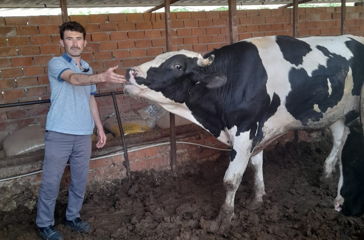 Kırkağaç’ta kurbanlık danalara ilgi büyük