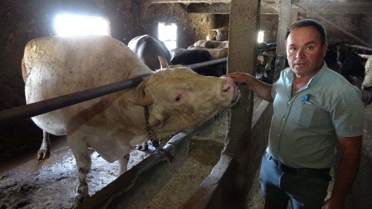 Çanakkale'de 1 ton 800 kilogram ağırlığındaki boğa alıcısını bekliyor
