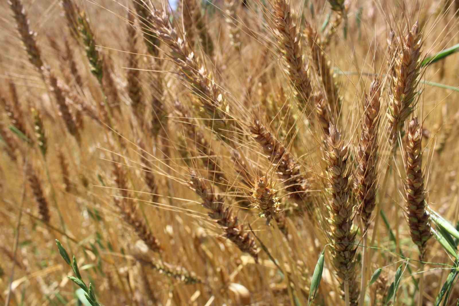Tokat’ta yerli ve milli buğday tohumu Taner’in ekimi gerçekleştirildi