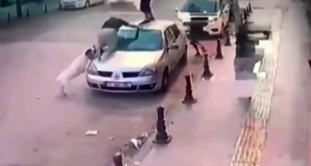 2 genç, köpek saldırısından aracın üzerine çıkarak kurtuldu