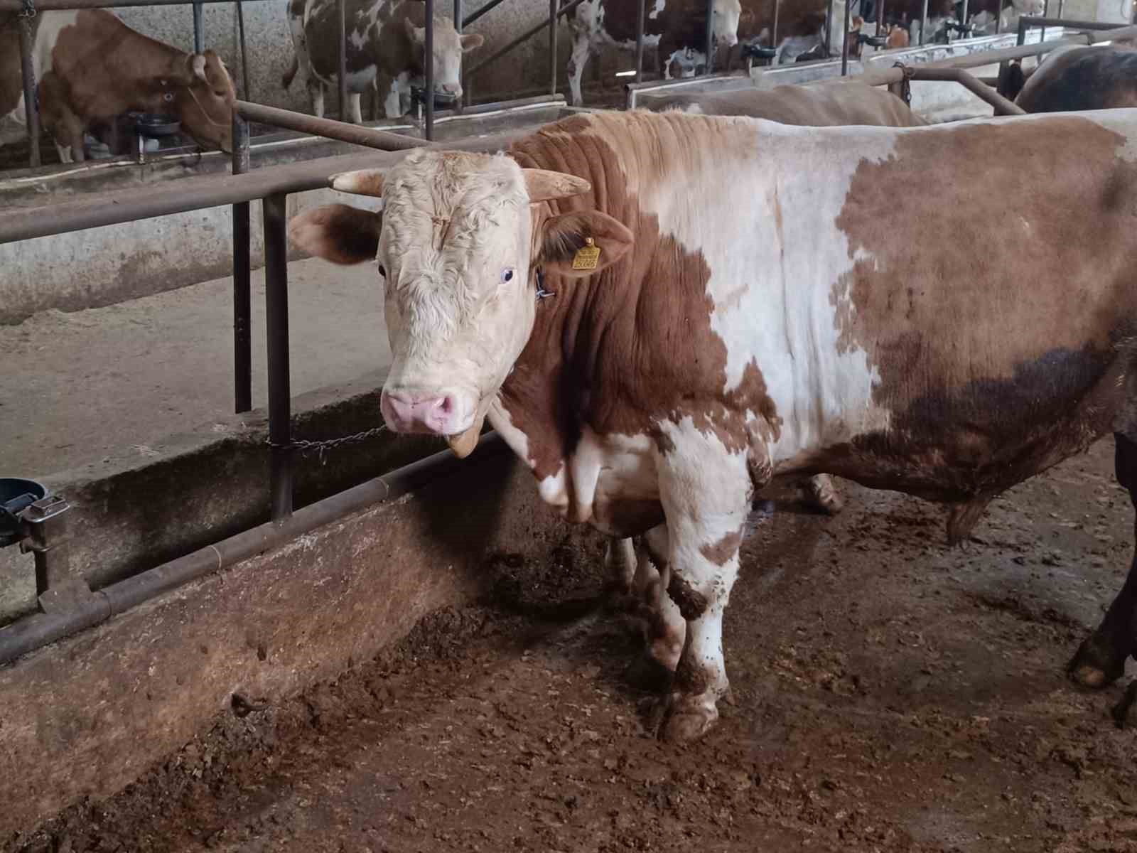 Bu kurbanlığın benzeri çok az, bin 850 kiloluk ‘Paşa’ yeni sahibini bekliyor