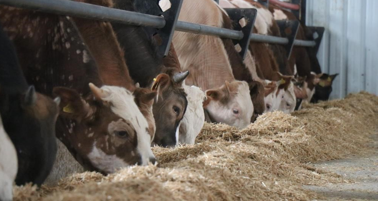 Kurban etini tüketmek için acele etmeyin: En az bir hafta beklemeli