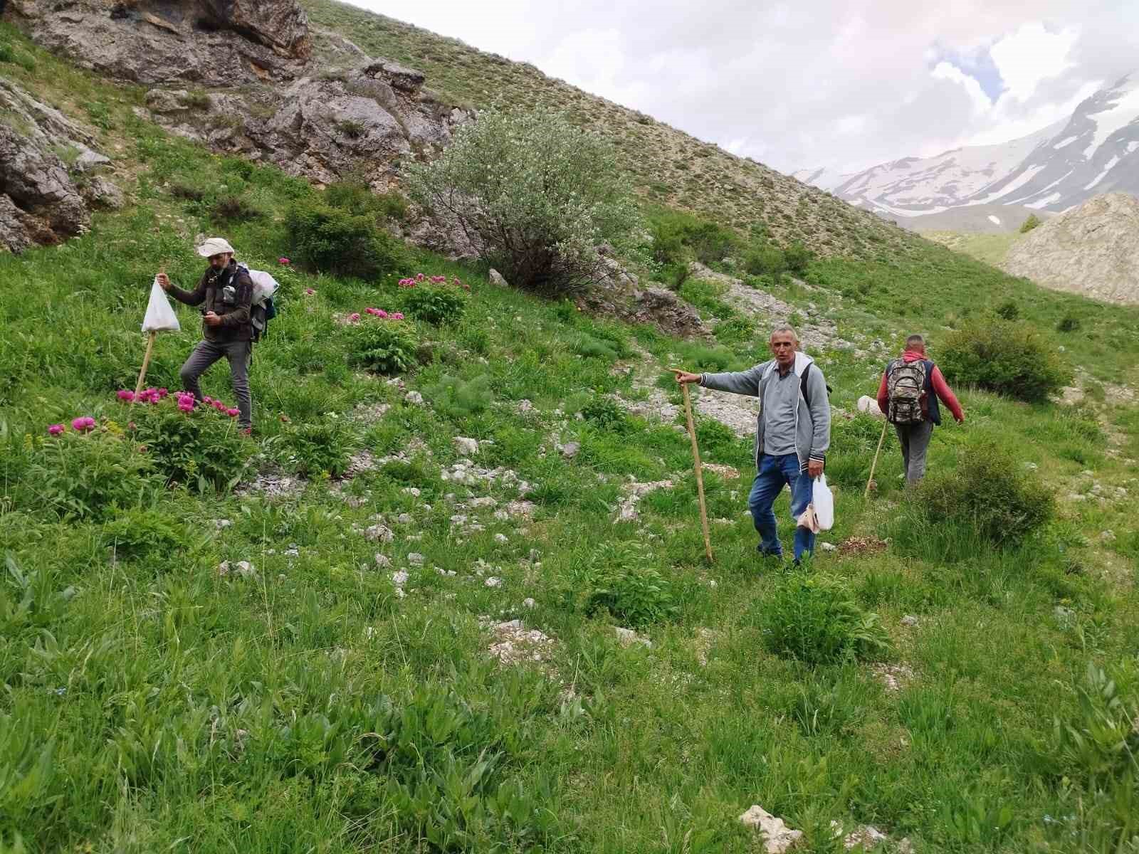 Dağlarda 20 kilometre yol kat edip mantar topluyorlar