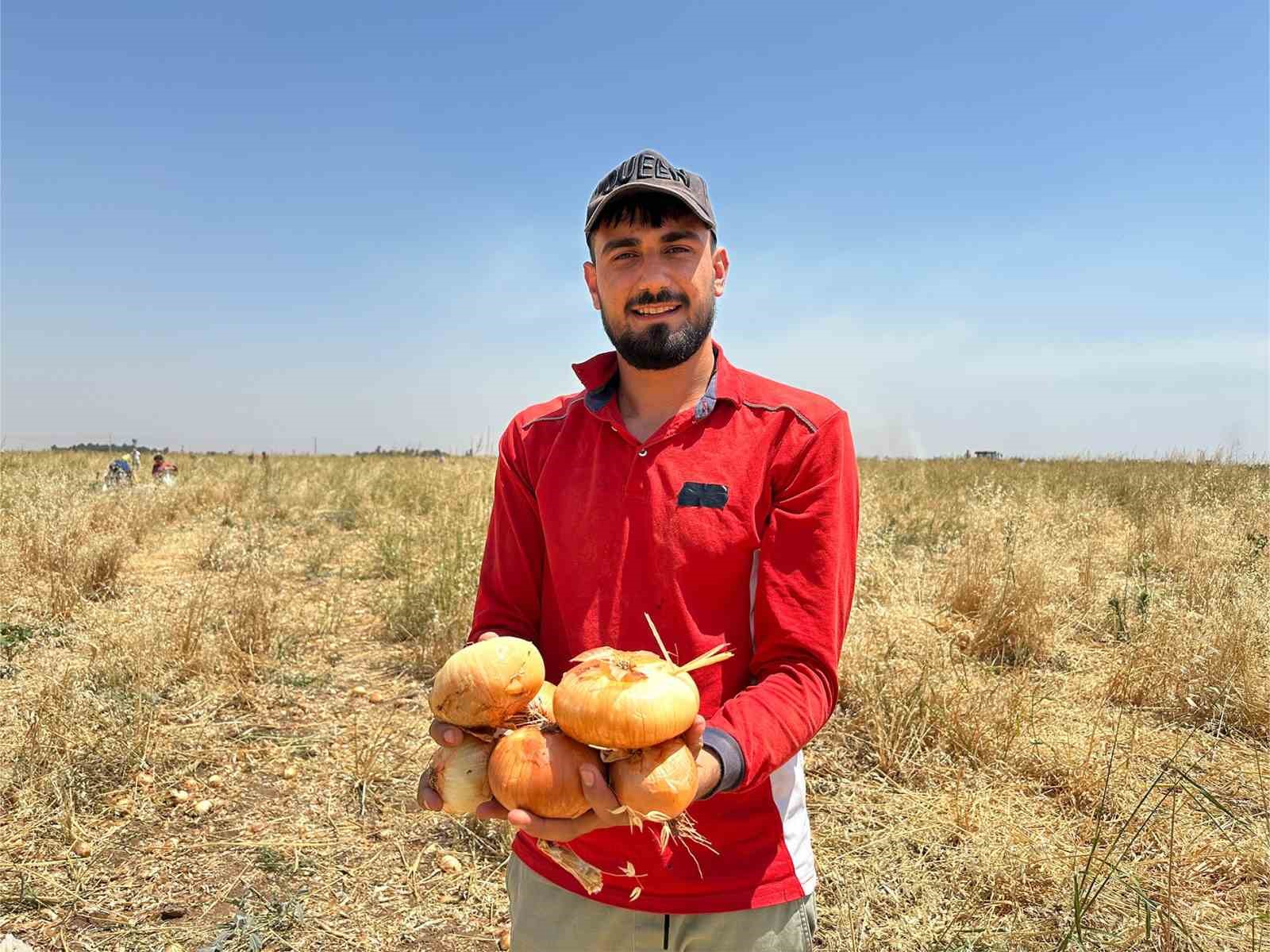 Satamadığı soğanı hayrına dağıttı, yüzlerce kişi tarlaya akın etti