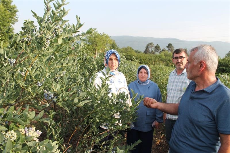 Düzce’de Maviyemiş hasadı başladı