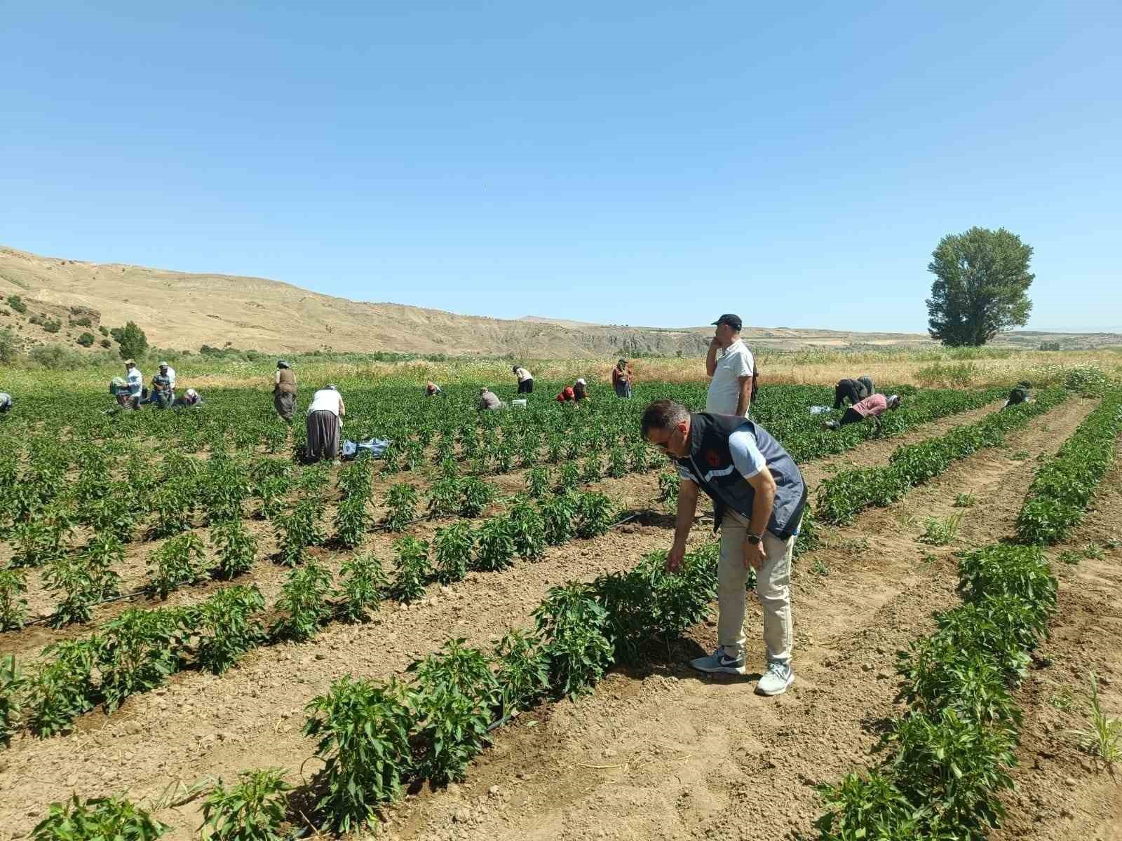 Elazığ’da 40 dekarlık alanda sebze hasadı