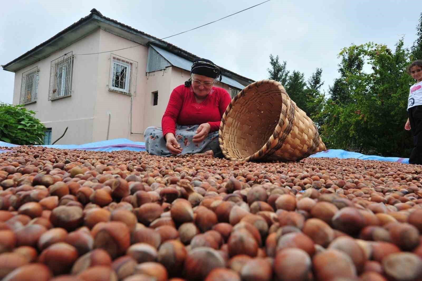 Düzce’de yılın ilk yarısında 6 bin 40 ton fındık ihraç edildi