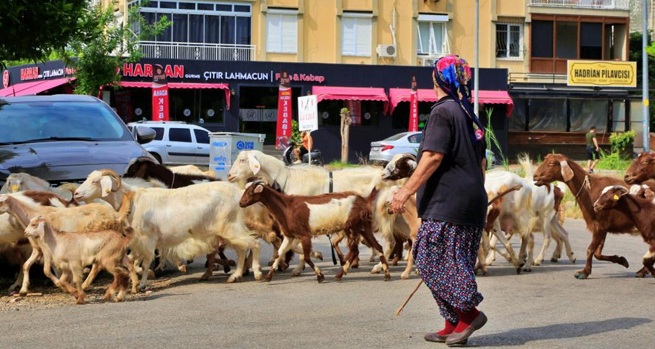 Antalya’nın modern çobanları