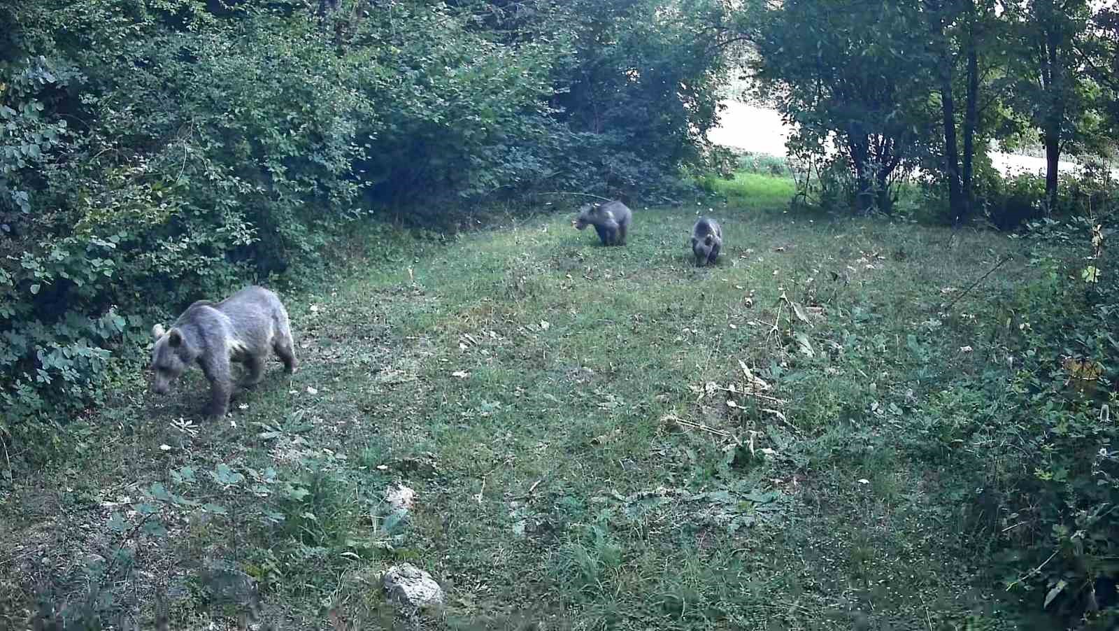 bolu-ormanlarinda-yaban-hayvanlari-fotokapanlara-yansidi