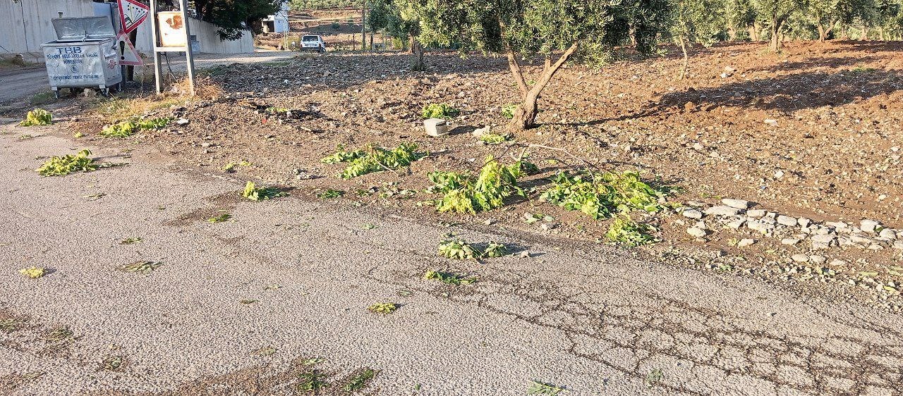 Kilis’te sağanak zeytin ve fıstık ağaçlarına zarar verdi