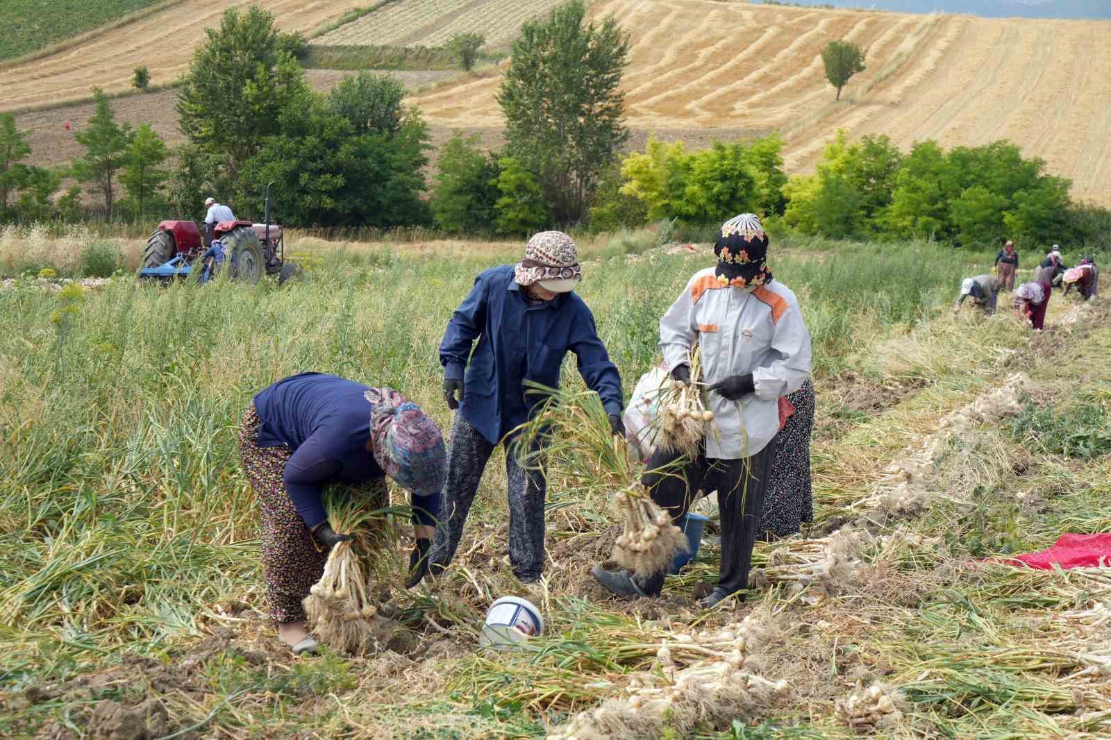 Taşköprü sarımsağında hasat devam ediyor, 40 ila 130 lira arasında satılıyor