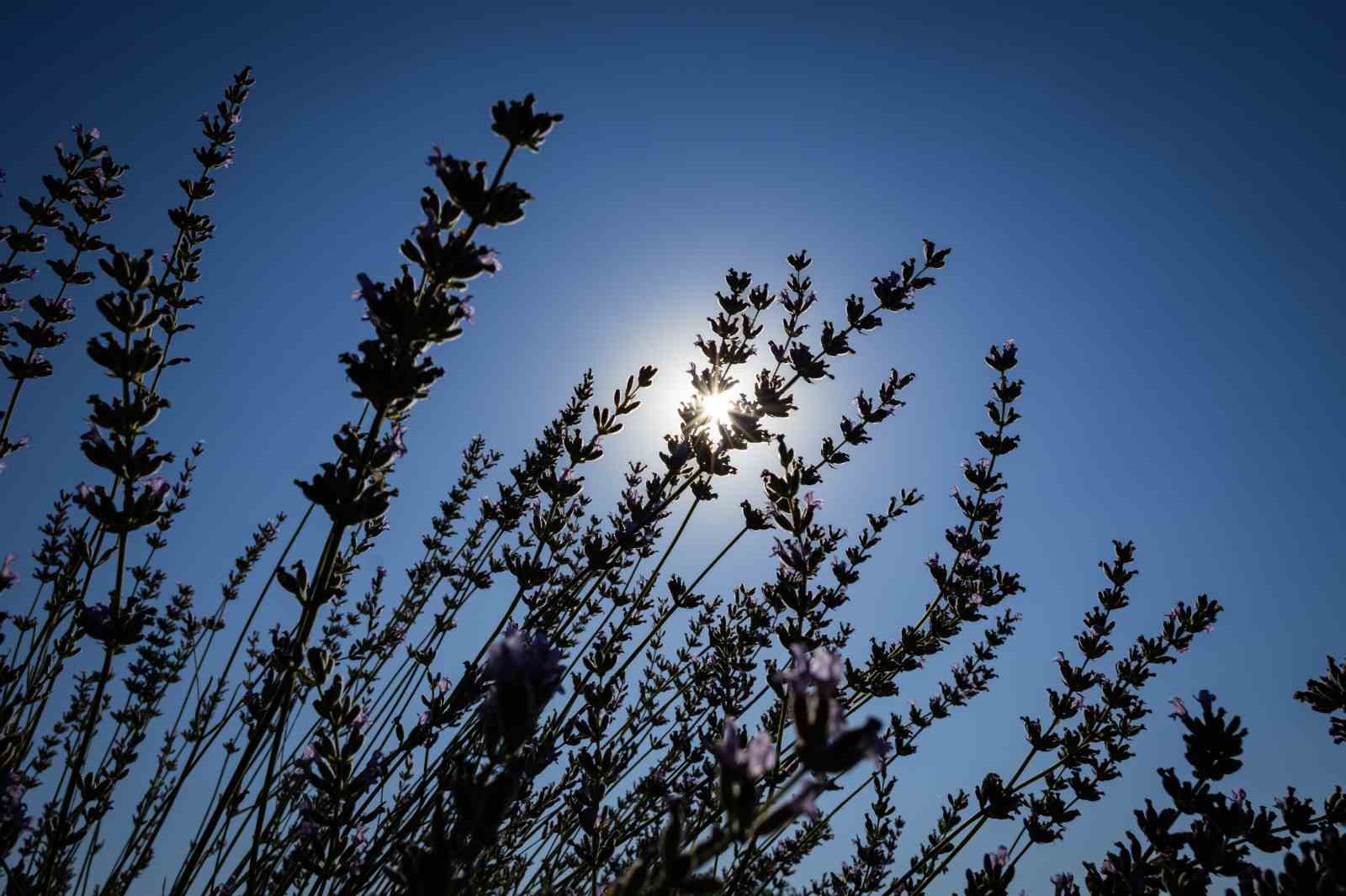 Mis kokulu lavantalarda hasat heyecanı