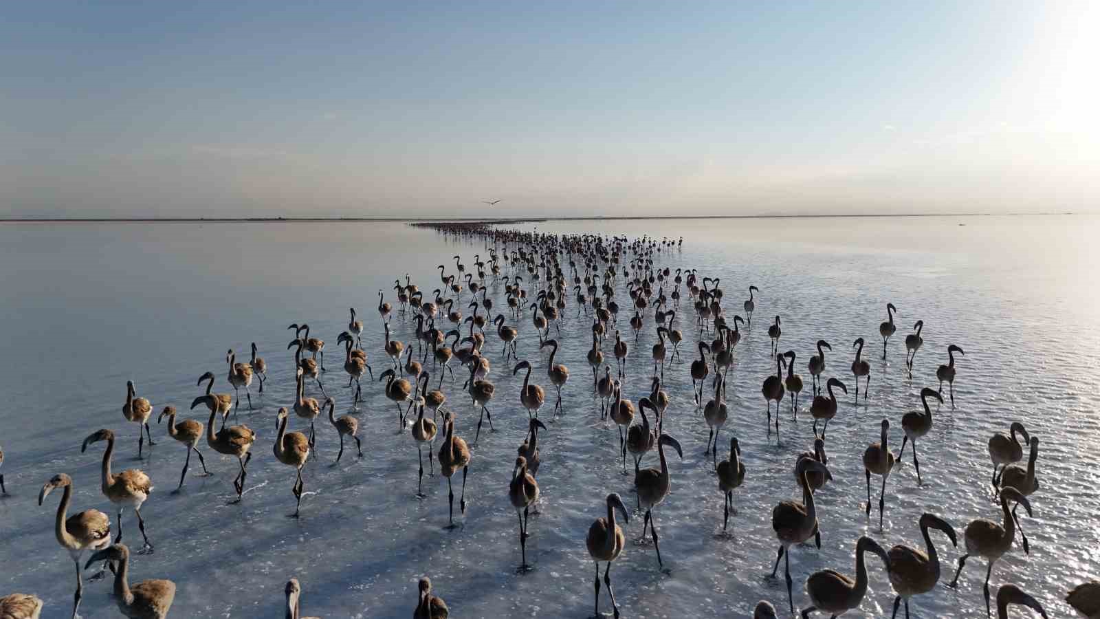 Tuz Gölü'nde yavru flamingolar kanat çırpmaya başladı