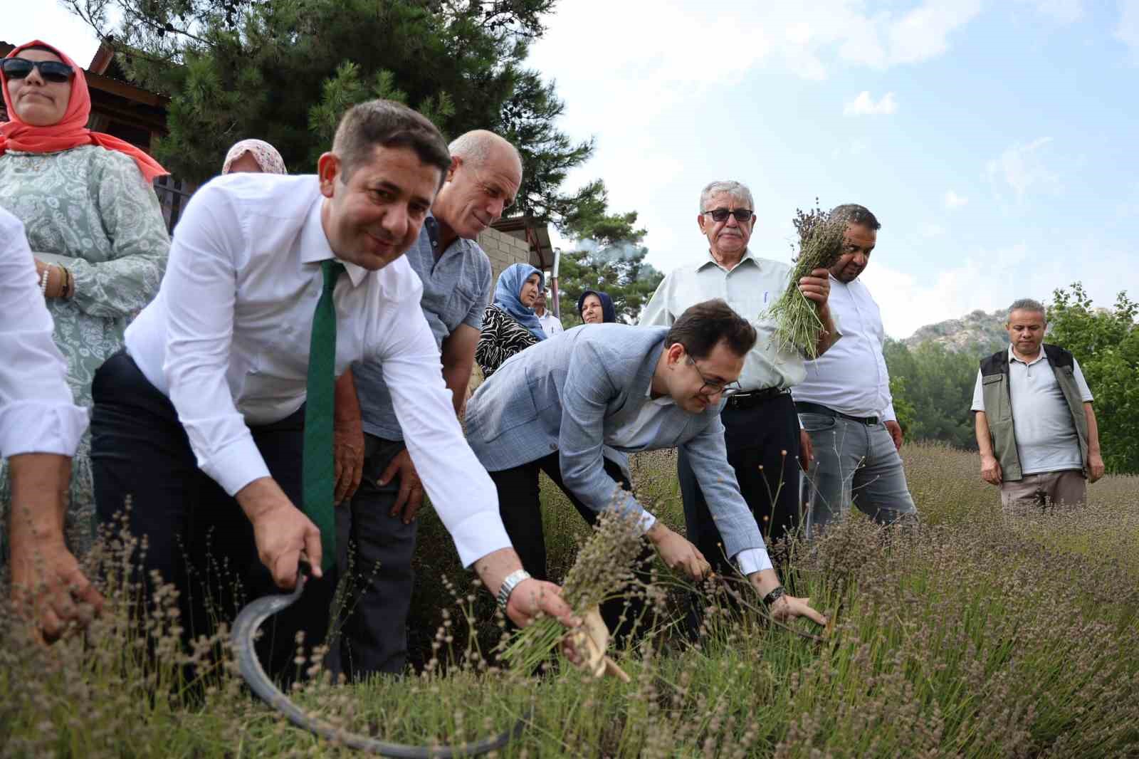 Lavanta bahçelerinde ellik ve orakla geleneksel hasat