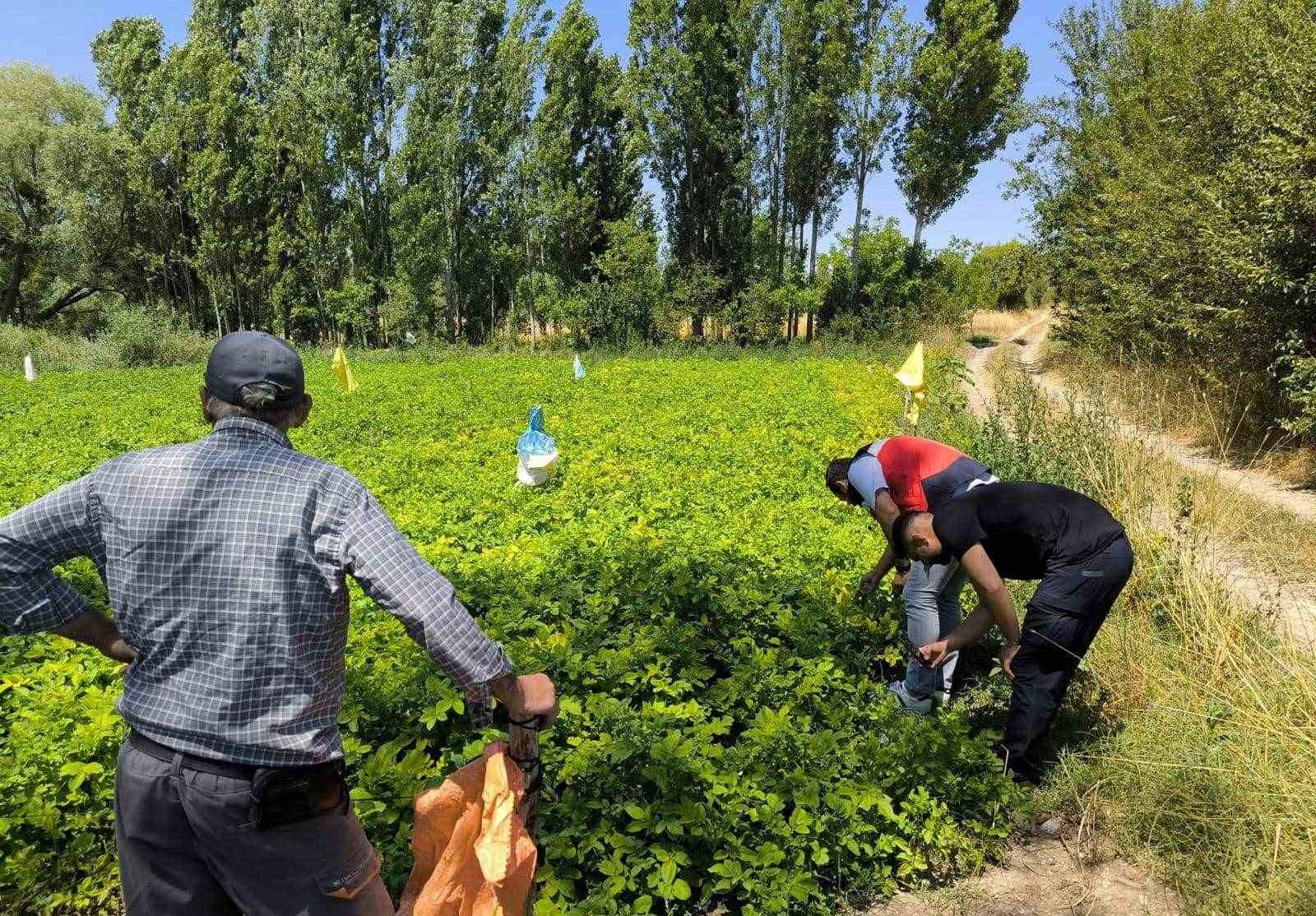 Emet’te üreticiler patates zararlıları ve gübreleme konularında bilgilendirildi