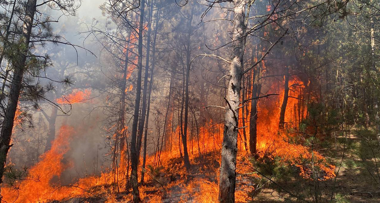 Karabük'te orman yangını!