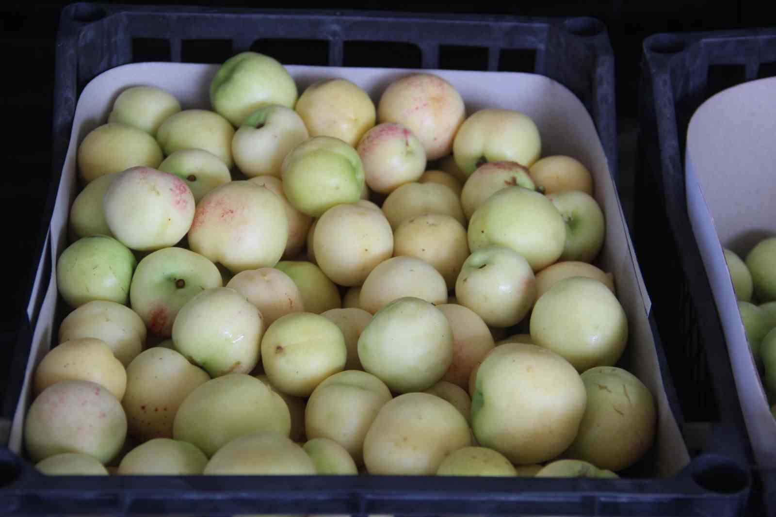 (ÖZEL) Coğrafi işarete sahip ’Bayramiç beyazı’nda bu yıl 20 bin ton ürün bekleniyor