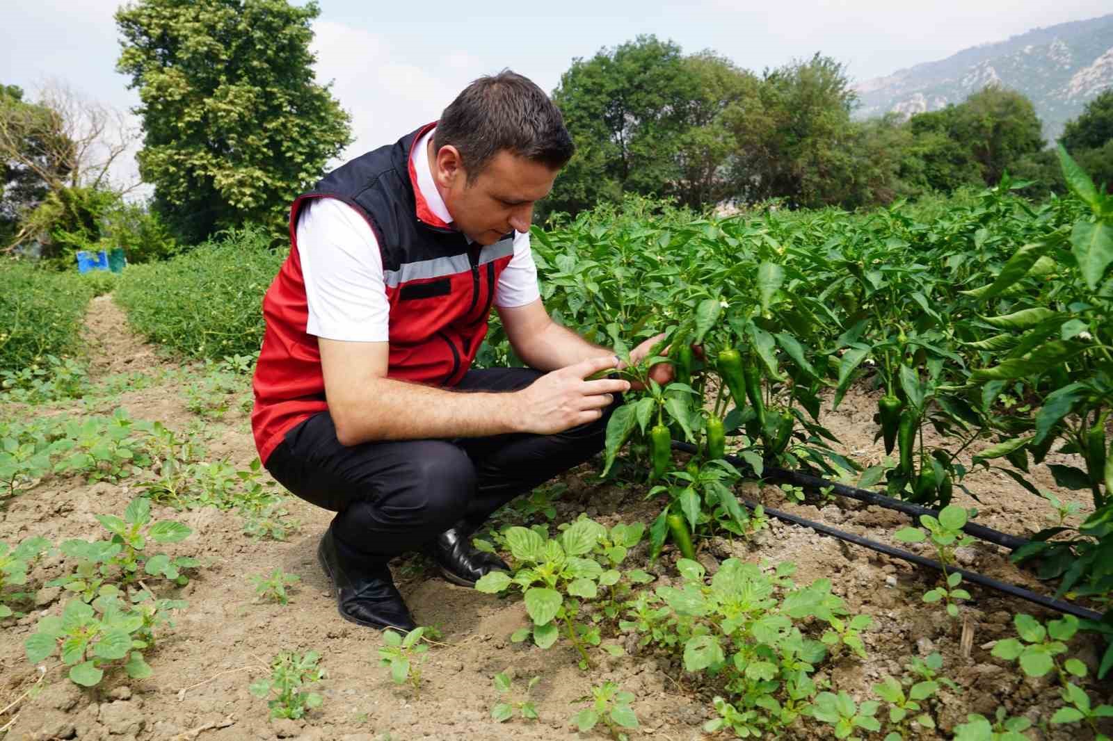 Osmaniye’de domates ve biber hasadı