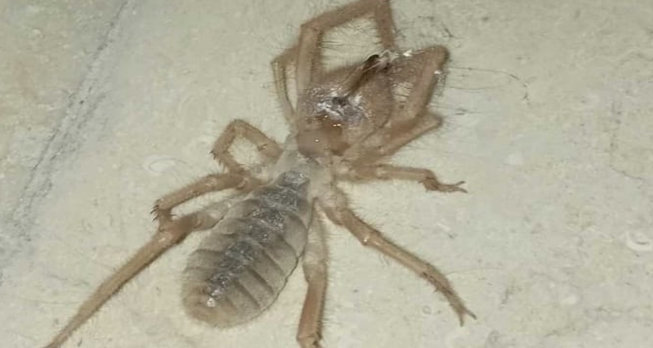 Elazığ’da zehirli etçil sarı kız örümceği görüntülendi