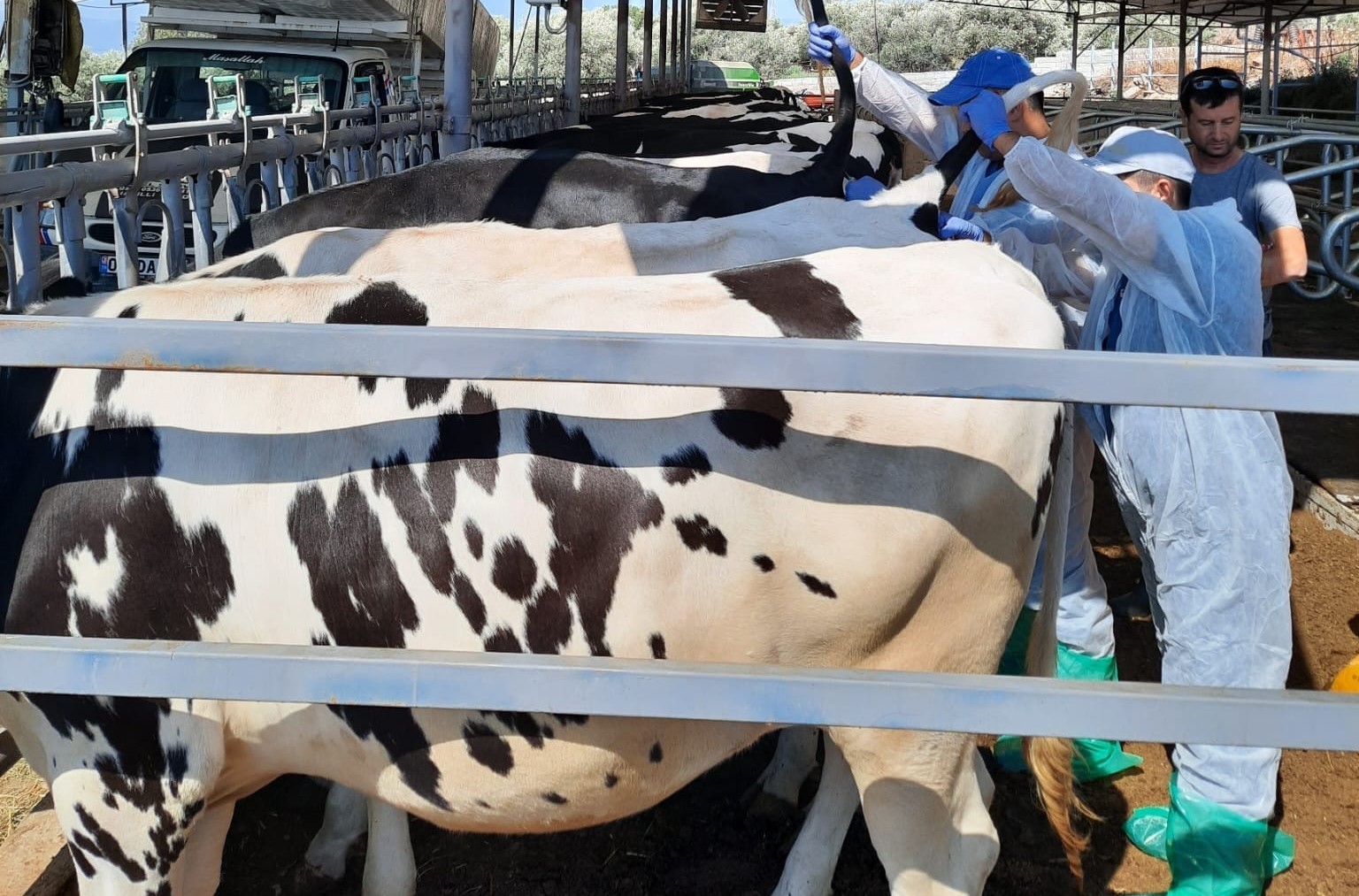 Kuyucak’ta hayvan sağlığı için kan örnekleri alındı