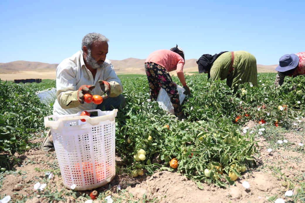 Mevsimlik işçilerin sıcak altında ekmek mücadelesi