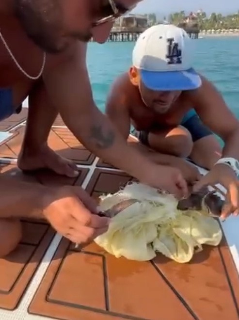 Alanya’da çuvala dolanan caretta caretta yavrusu kurtarıldı