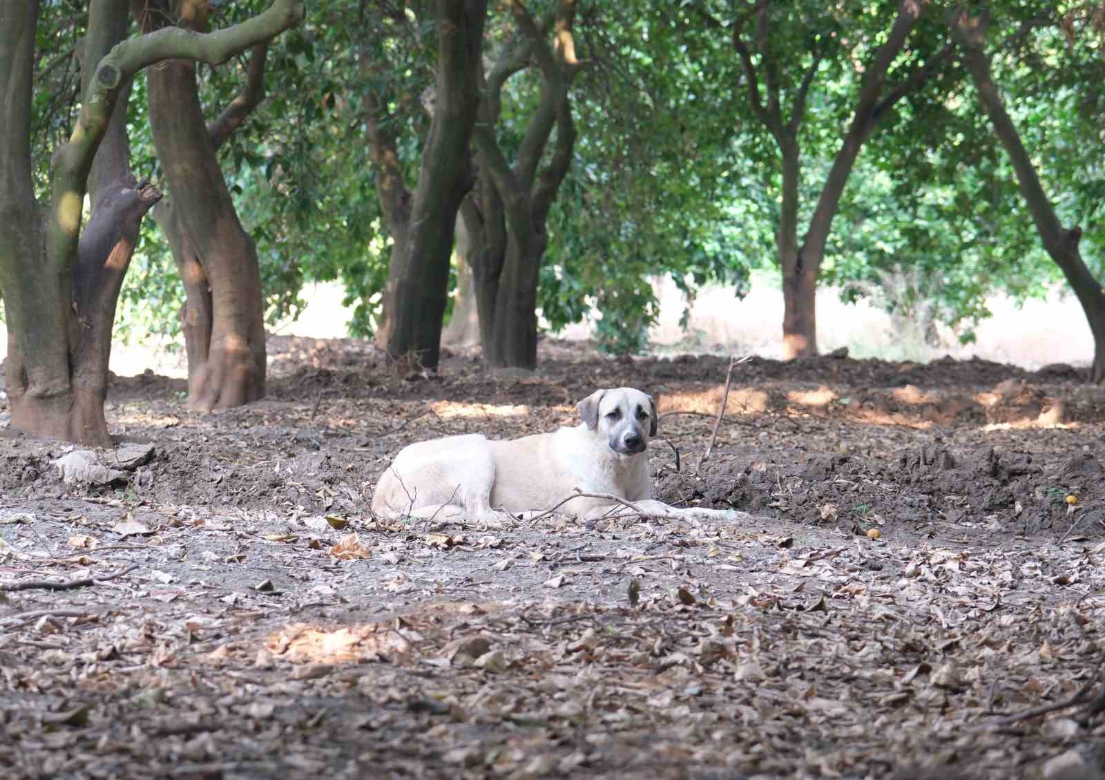 Köpeklerin çocuğu yaraladığı bahçede başıboş köpekler hala duruyor