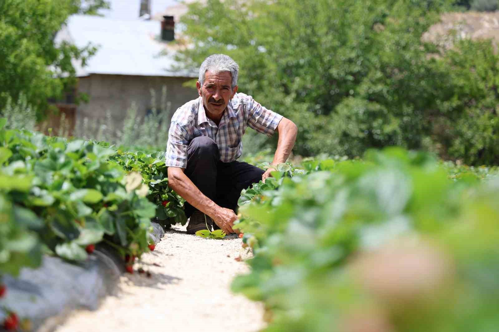 Almanya’dan öğrendiği sırlarla organik çilek üretiyor