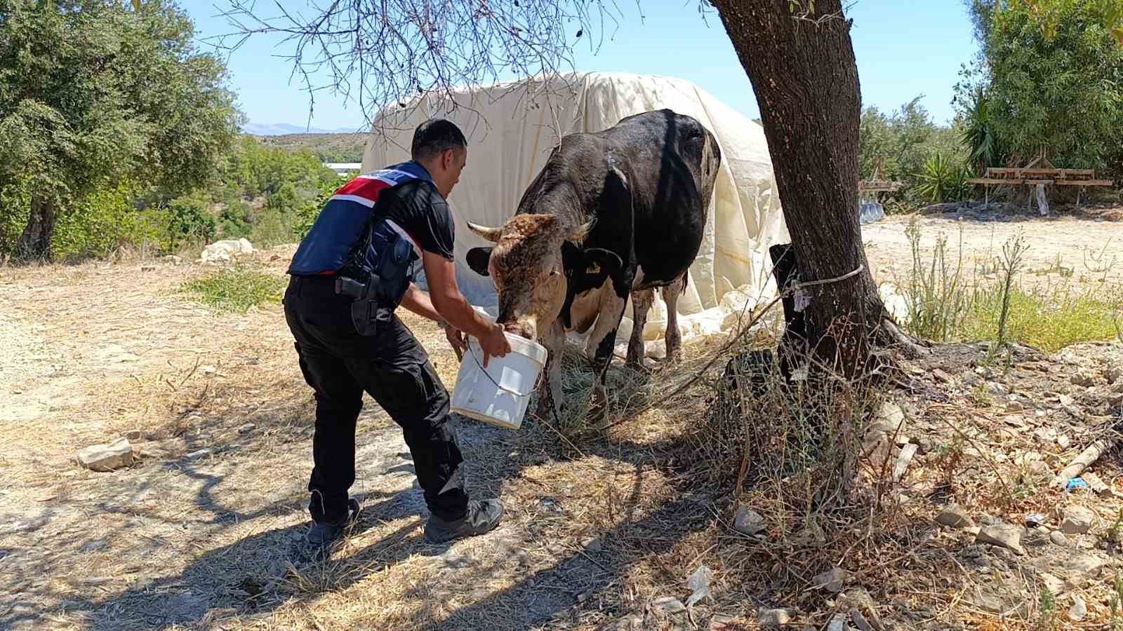 Antalya’da ahır yangını: 3 inek, 12 keçi telef oldu