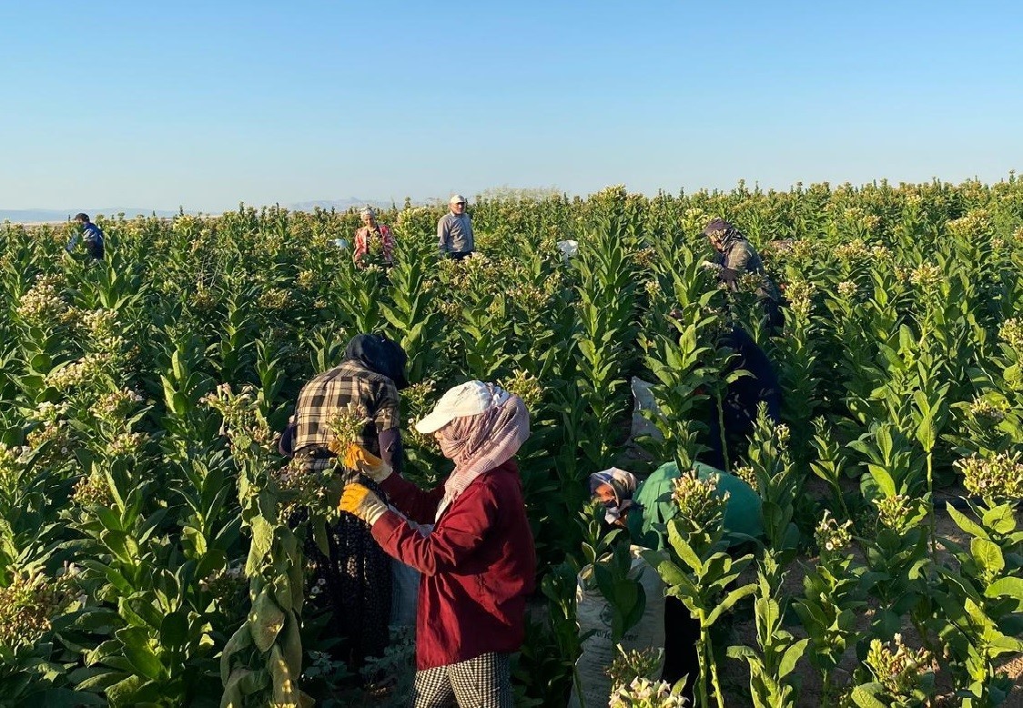 Samsat’ta tütün hasadı başladı