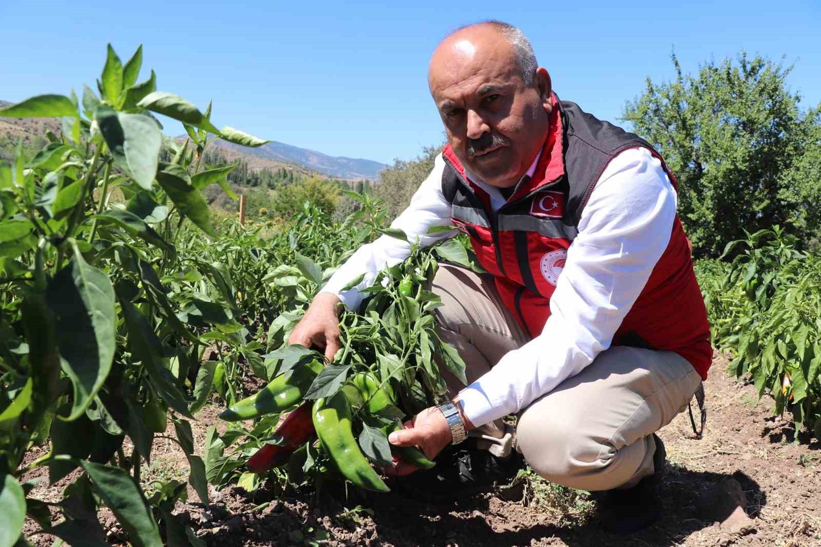 Sivas’ta salçalık biber ve domates hasadı başladı