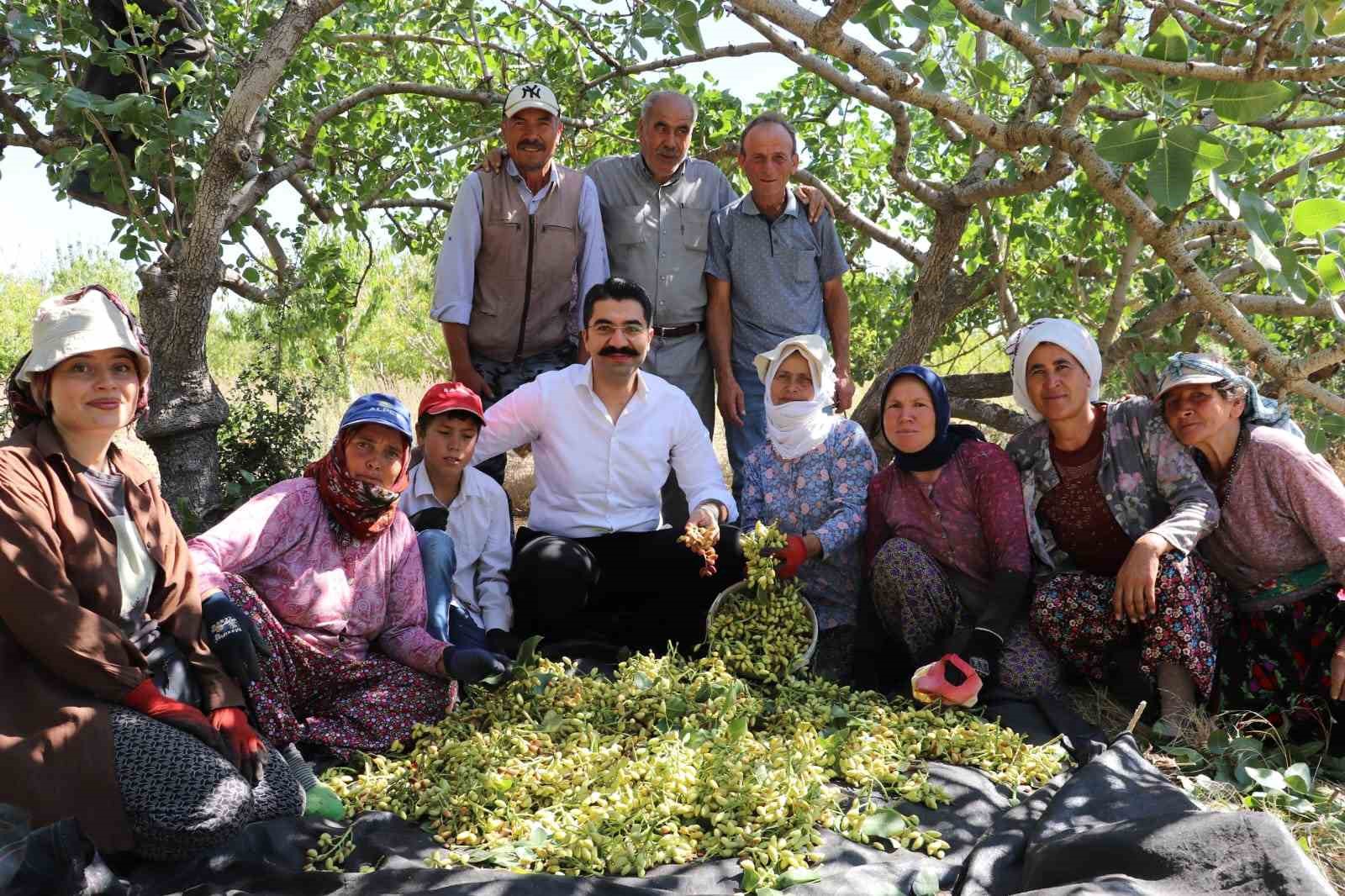 Selendi’de yeşil altında hasat başladı