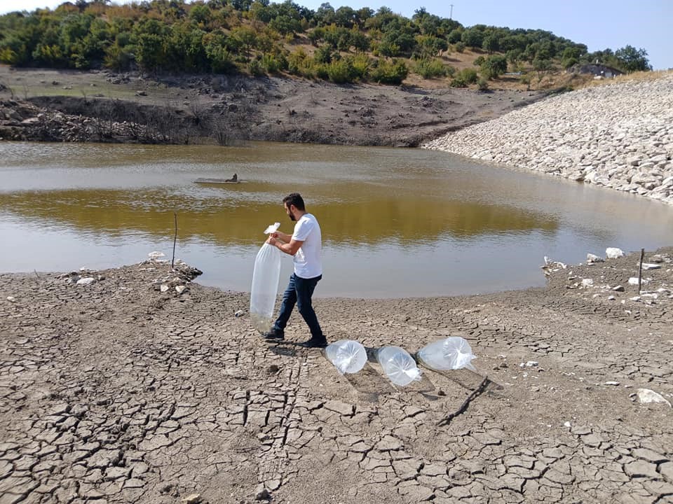 Kayalar göletine 50 sazan balığı yavrusu salındı