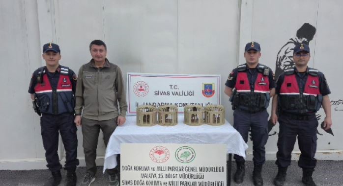 sivas-ta-usulsuz-ele-gecirilen-4-keklik-dogaya-salindi