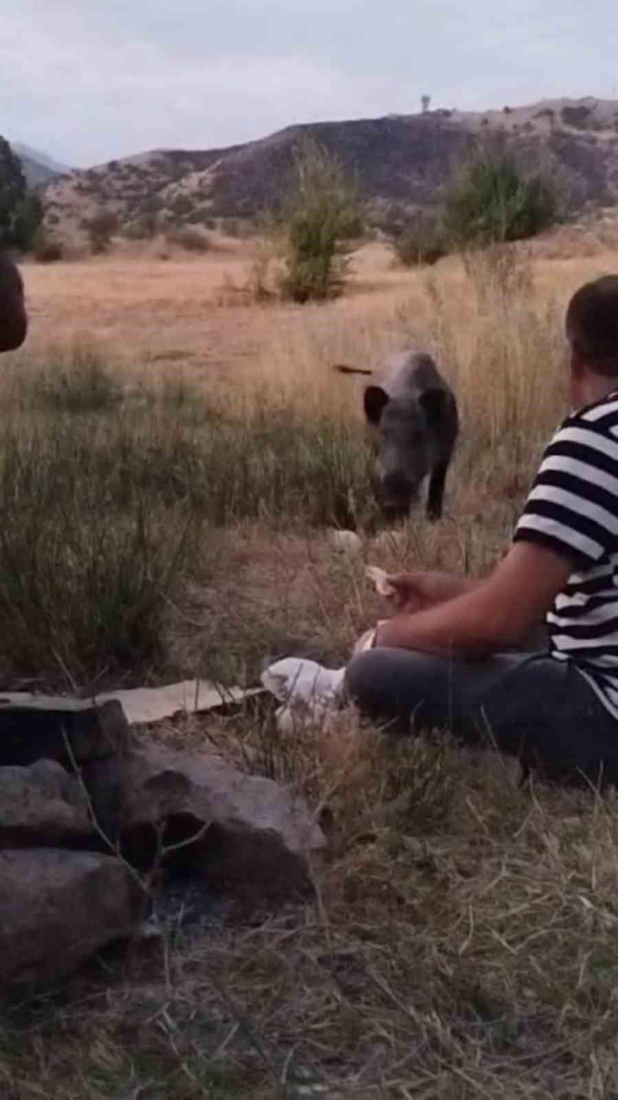 Yaban domuzu piknikçilerin misafiri oldu