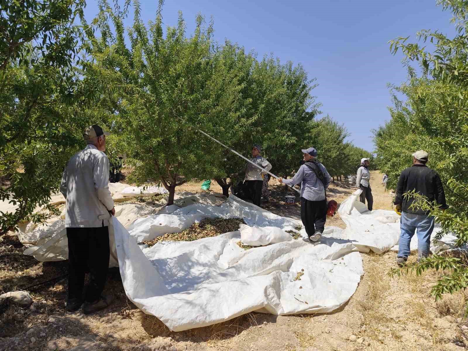 Adıyaman’da badem hasadı başladı