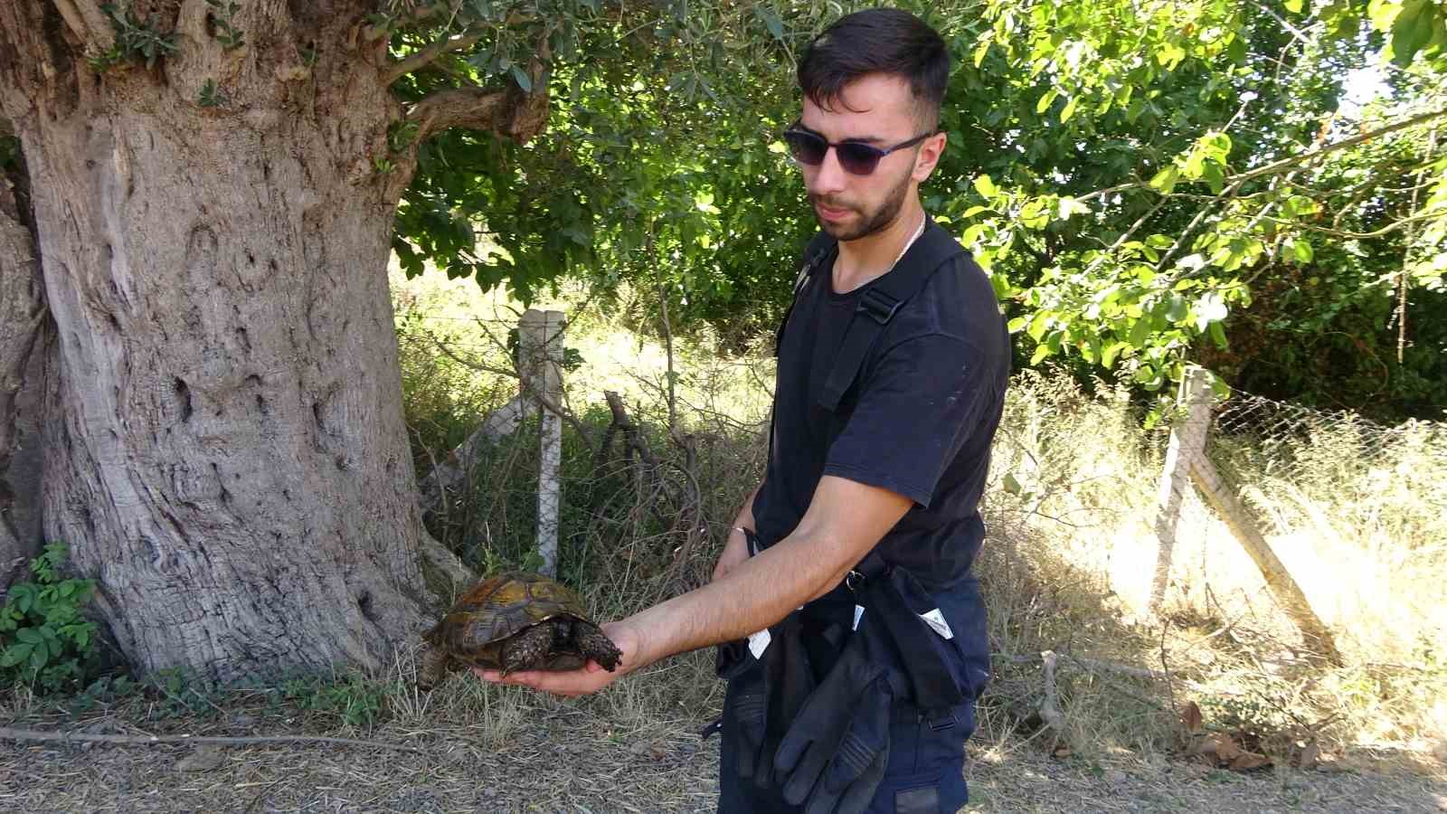 Ağaçlık alanda çıkan yangında itfaiye eri kaplumbağayı yanmaktan böyle kurtardı