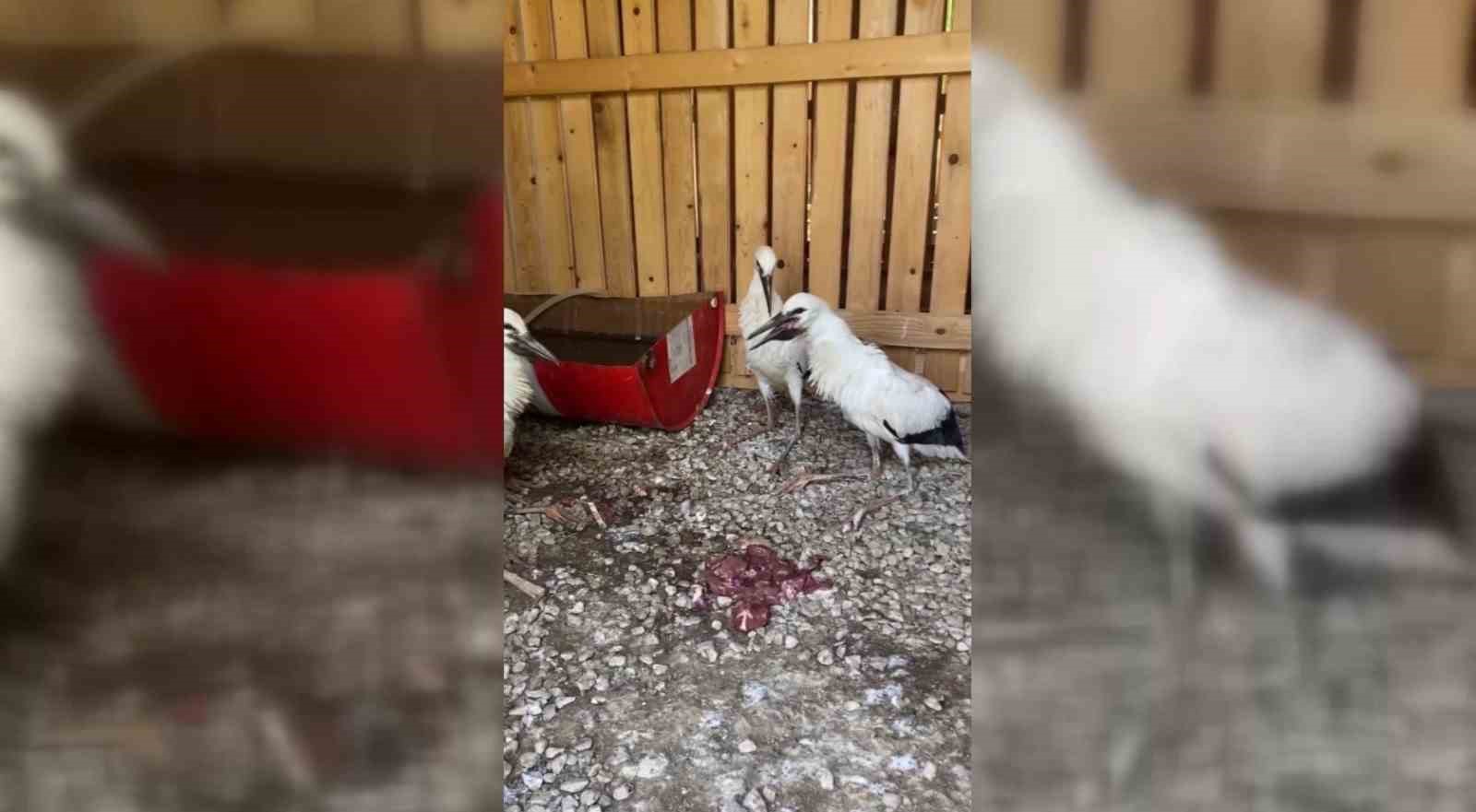 Sinop’ta leylekler doğaya salındı